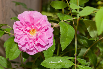 Old Fashioned Pink Rose