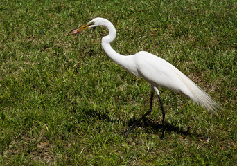 The white egret on a background of green grass. White  Crane