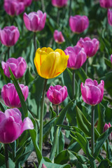 purple tulips