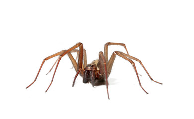 araignée