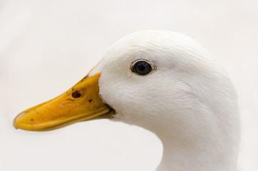 Cabeza de pato blanco
