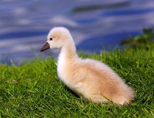White Swan Cygnet on the grass