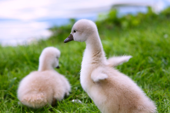 White Swan Cygnets on the grass