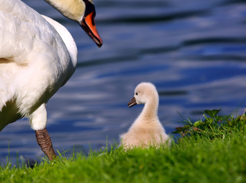 White Swan Cygnet with Mother on the grass