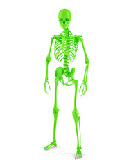 Male Human skeleton. Isolated. Clipping path