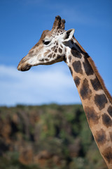Naklejka premium Giraffe profile