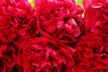 Beautiful pink peonies, close up