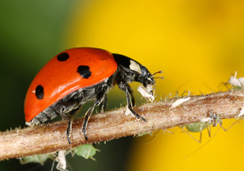 Ladybug and aphids