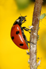 Ladybug and aphids