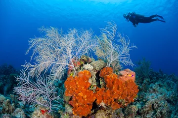 Rolgordijnen Duiker en Caribisch rif © ead72