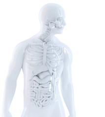 Human anatomy. Isolated, contains clipping path