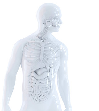 Human anatomy. Isolated, contains clipping path