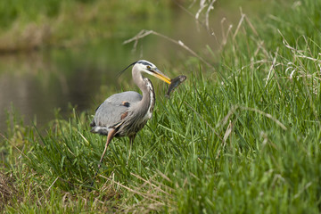 Heron holds fish in beak.