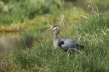 Profile of great blue heron.