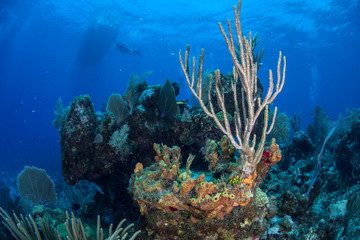 Caribbean Coral Reef 5