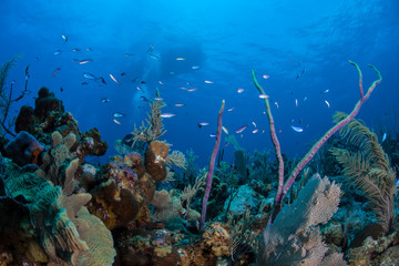 Fototapeta na wymiar Caribbean Coral Reef 4