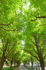 新緑の神宮外苑イチョウ並木