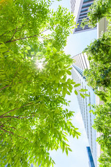 新緑のオフィスビル街