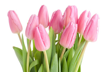 Tulips bouquet isolated