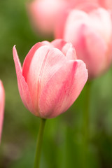 Obraz na płótnie Canvas Pink tulips outdoors