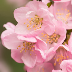 Plakaty  Różowy kwiat wiśni