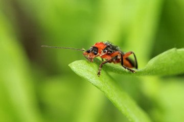 Naklejka premium Frühling