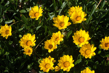 yellow daisy