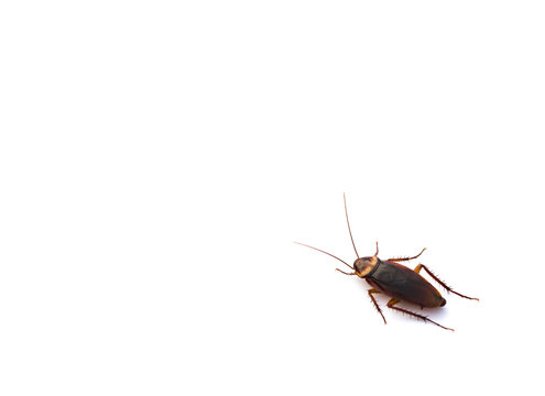 cockroach on white with copy space