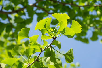 イチョウの若葉