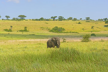 African Elephant on the Savannah