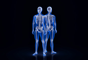 Human skeleton. Front and back view. Contains clipping path