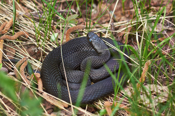 Venomous snake black forest viper .