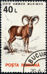 stamp printed in the Romania, shows the Mouflon