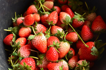 Fresh Strawberries