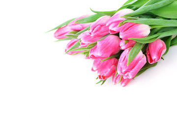 Obraz premium pink tulips