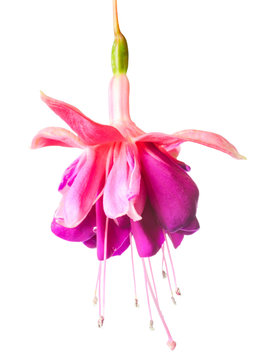 blossoming lilac and white fuchsia, isolated on white background