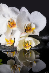 Obraz na płótnie Canvas spa concept of white orchid (phalaenopsis), zen stones with drop