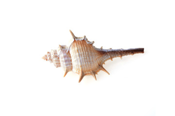 sea shell