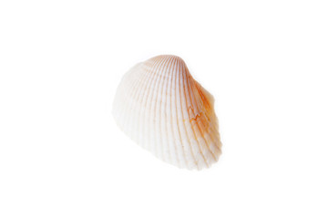 sea shell