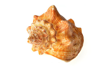 sea shell