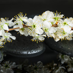 Naklejka na ściany i meble Beautiful Spa concept of zen stones, blooming twig plum with dro