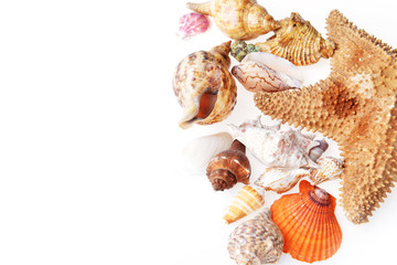sea shells