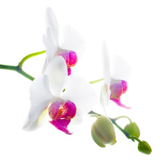 purple and white flower orchid, phalaenosis isolated on white ba