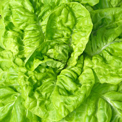 Fototapeta premium Kopfsalat - Lactuca sativa