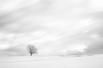 Tree in winter