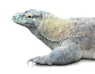 Komodo dragon or Varanus komodoensis