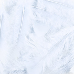 Fototapeta na wymiar White feathers composition