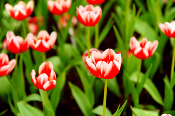 Group of Red Tulips