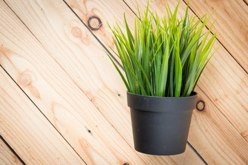 Green wheat grass in pot on wooden table