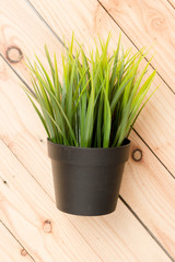 Green wheat grass in pot on wooden table